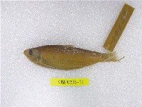 藏品(白腹小砂(魚丁))的圖片